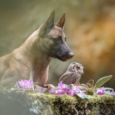 dog, owl, Scops Owl, Belgian Shepherd Malinois