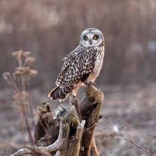 trunk, owl, Short-eared Owl