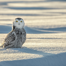 snow, Bird, Snowy Owl