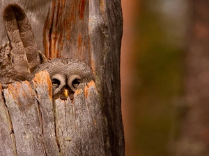 owl, trees