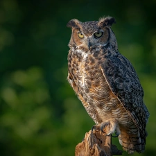 trunk, owl, eagle-owl