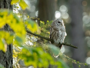 twig, owl, Brown Owl