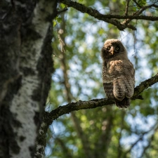 owl, trees, twig, Tawny owl great gray owl