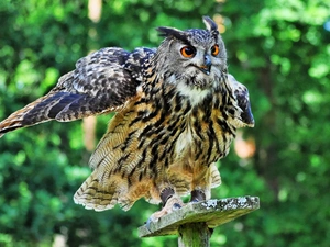 wings, Bird, eagle-owl