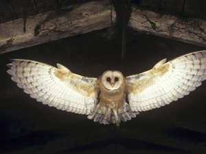 owl, stretched, wings