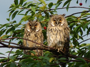 Owls, branch