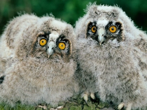 Owls, Tengmalm