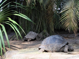 Turtles, crust, trunk, Palms