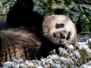 laying, grass, snow, Panda