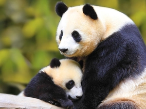 pandas, Two, beatyfull