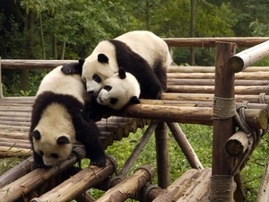 pandas, forest