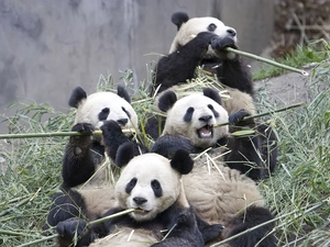 four, bamboo, food, pandas