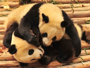 pandas, zoo