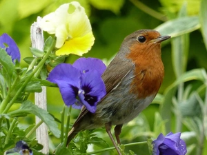 pansies, robin, Plants