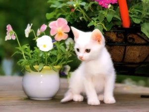pot, pansies, small, kitten, White