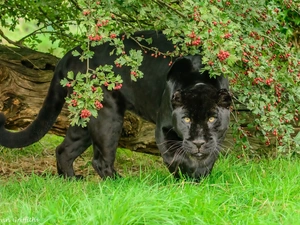 black, log, grass, Panther
