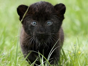 Panther, small, black