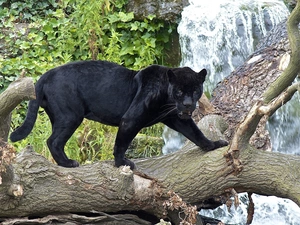 black, trees, waterfall, Panther