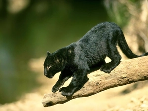 Panther, young, black