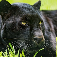 black, Panther