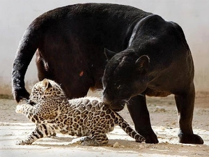 Little leopard, black, Panther