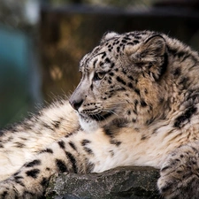 snow, snow leopard, Panther
