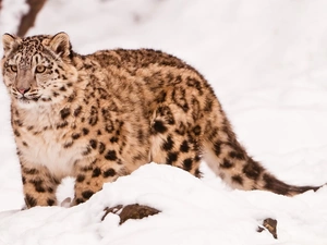 Panther, winter, snow