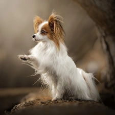 Papillon, Continental Toy Spaniel, fuzzy, Miniature, dog, trees, background