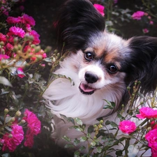 dog, Flowers, roses, Miniature Continental Toy Spaniel Papillon