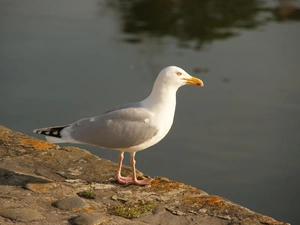 parapet, seagull, an