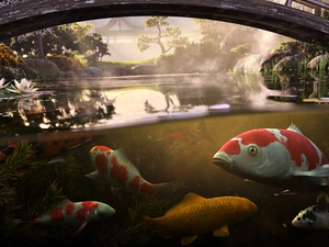 Koi Carp, bridge, Park, Pond - car