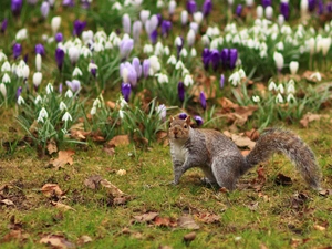 Park, squirrel, crocuses