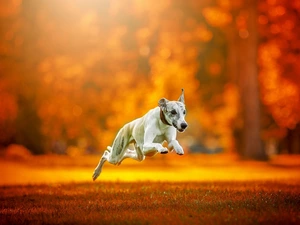 Greyhound, Park, dog-collar, Whippet