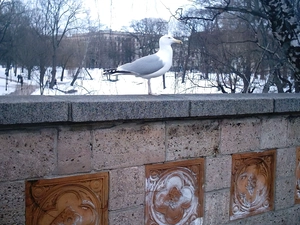 Park, seagull, ledge