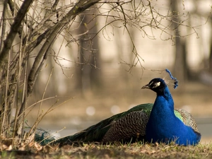 Park, birds, peacock