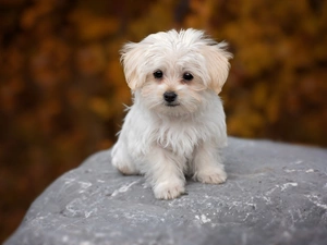 Stone, Park, puppie, Maltese, small