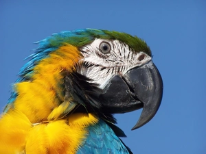 parrot