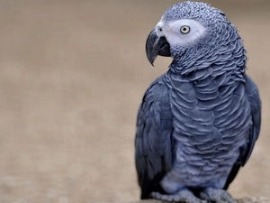 Liberian, parrot, African Grey Parrot