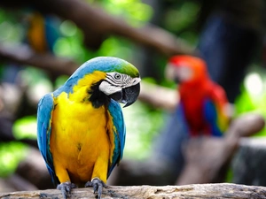 parrot, ara