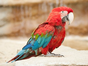 parrot, ara