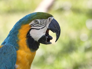 parrot, ara