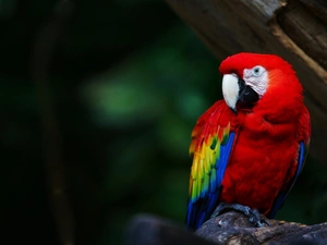 parrot, ara