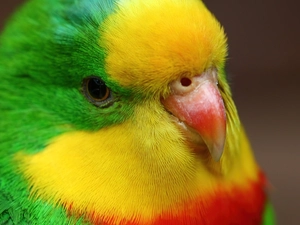 Coloured, nose, Eyes, parrot