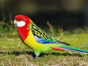 parrot, grass, Coloured