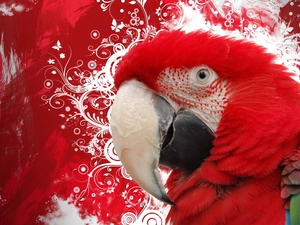 Coloured, ara, nose, parrot