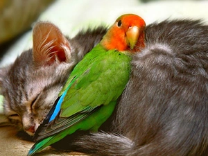 friends, cat, little parrot