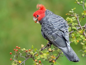branch, parrot, Gang-gang Cockatoo