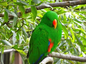 Green, Twigs, leaves, parrot