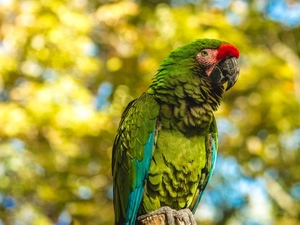 parrot, Military Macaw