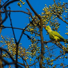 Rose-ringed Parakeet, Bird, Twigs, Fruits, trees, parrot